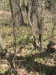 Narcissus poeticus