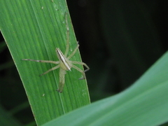 Neoctenus