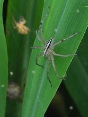 Neoctenus