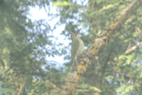 Grey-headed Woodpecker