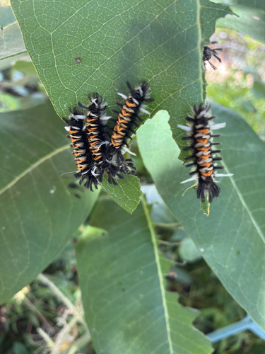 Milkweed Tussock Moth