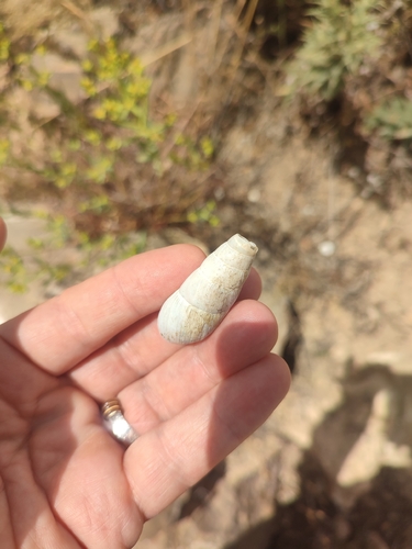 Decollate Snail