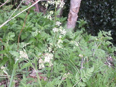 Anthriscus sylvestris