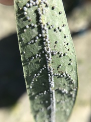 Euthoracaphis umbellulariae