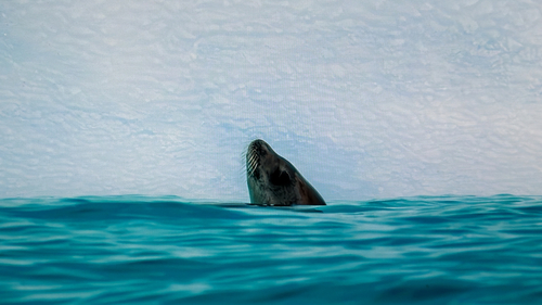 Lobodon, 2026-07-07