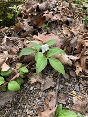 Anemonoides quinquefolia