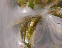 Sminthurides aquaticus