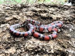 Lampropeltis gentilis
