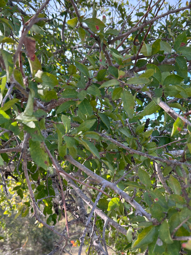 Spirostachys africana, photograph 6