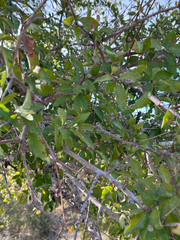 Spirostachys africana, photograph author not stated, no rights reserved