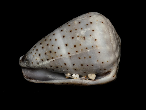 Conus abbreviatus observed 2025-03-29