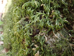 Plasteurhynchium striatulum