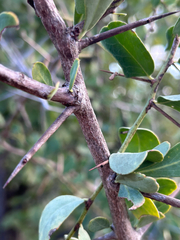 author not stated, no rights reserved Gymnosporia glaucophylla, photograph author not stated, no rights reserved