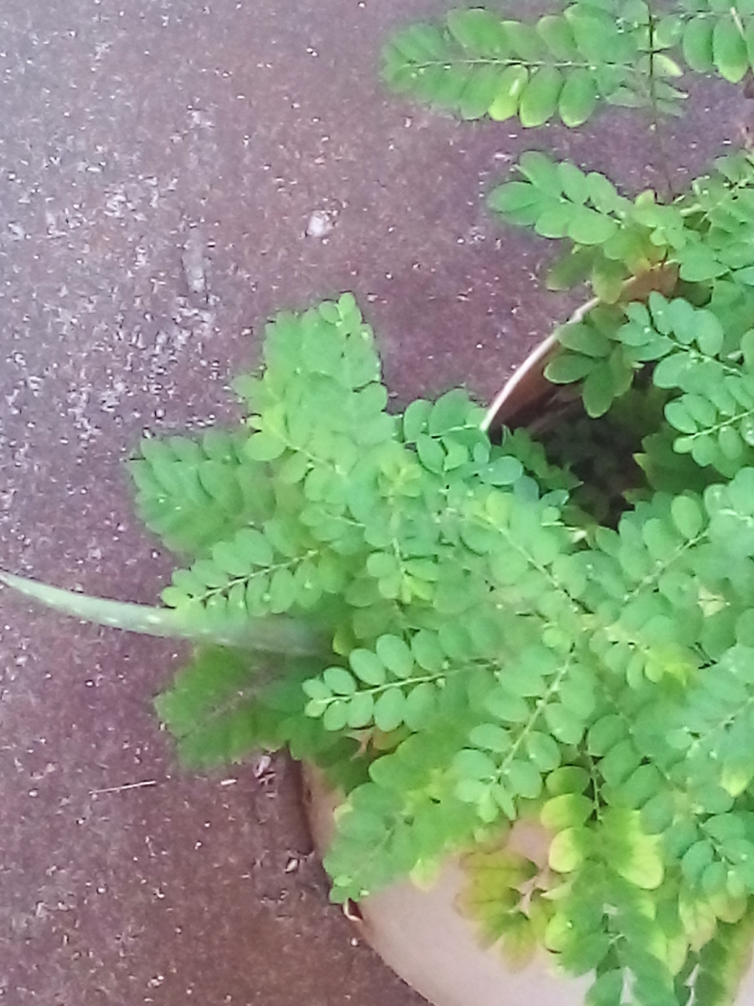 Phyllanthus tenellus