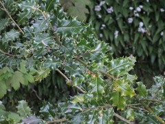 Ilex aquifolium