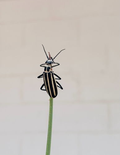 Black-striped Blister Beetle