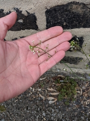 Capsella bursa-pastoris