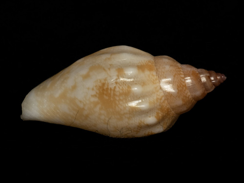 Strombus dentatus observed 2025-06-11