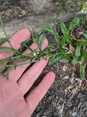 Capsella bursa-pastoris