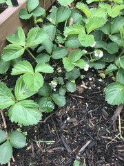 Fragaria × ananassa