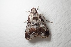 Orthaga rubridiscalis