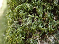 Plasteurhynchium striatulum