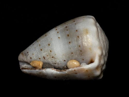 Conus abbreviatus observed 2025-09-24