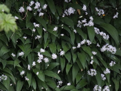 Allium ursinum