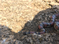 Lampropeltis gentilis