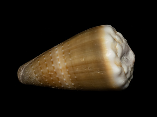 Conus lividus observed 2025-09-27