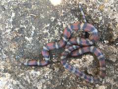 Lampropeltis gentilis
