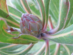 Protea × hybrida