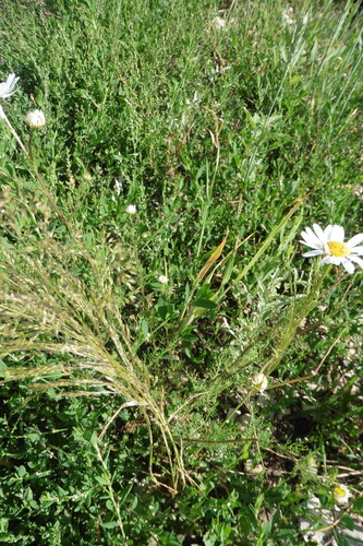 Apera spica-venti, photograph 4