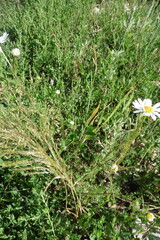 author not stated, no rights reserved Apera spica-venti, photograph author not stated, no rights reserved