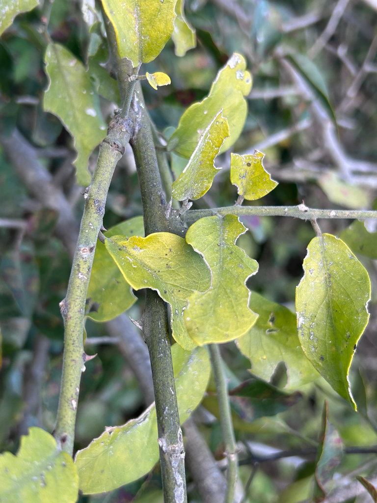 Capparis tomentosa, Vhembe, Kruger National Park, ZA-NP, ZA, by rosshawkins