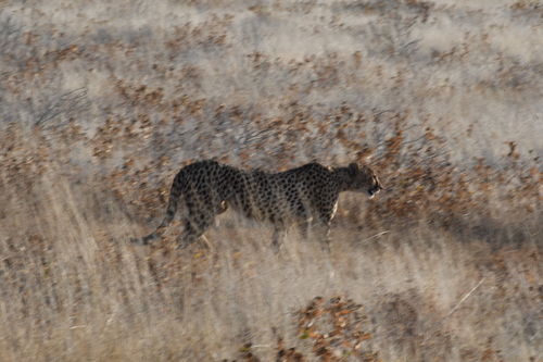Southern and Eastern African Cheetah