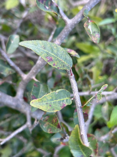 Spirostachys africana, photograph 5