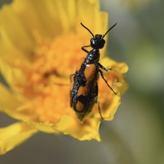 Eupompha elegans