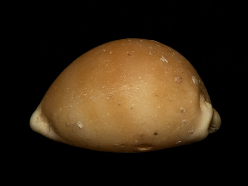 Cypraea sulcidentata observed 2025-09-01
