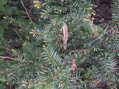 Taxus baccata