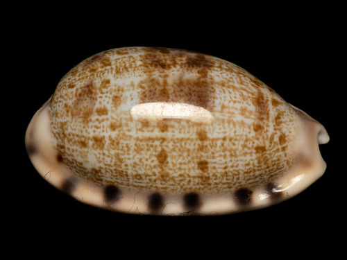 Talostolida pellucens, 2025-08-24