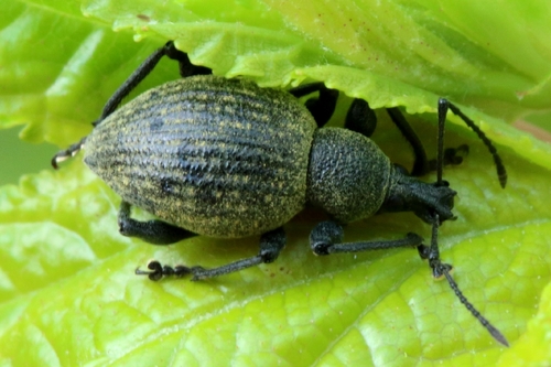 Rüsselkäfer