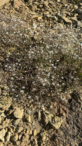 Sabulina nuttallii, 2026-07-06