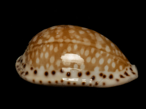 Cypraea gaskoini observed 2025-08-20