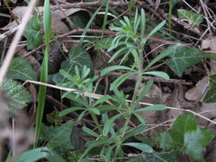 Galium aparine