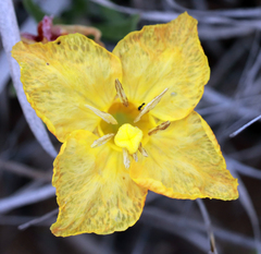 Oenothera lavandulifolia