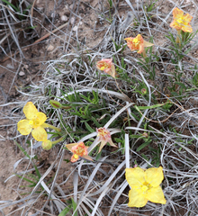 Oenothera lavandulifolia