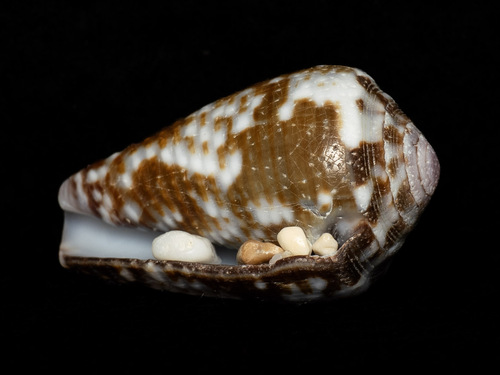 Conus catus observed 2025-10-21
