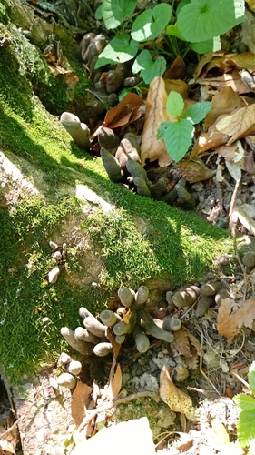 dead man's fingers