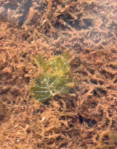 Phyllodictyon observed 2026-06-05